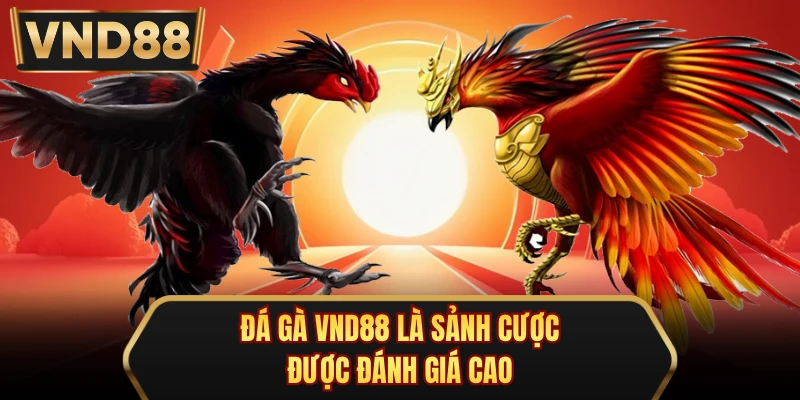Đá gà VND88 là sảnh cược được đánh giá cao