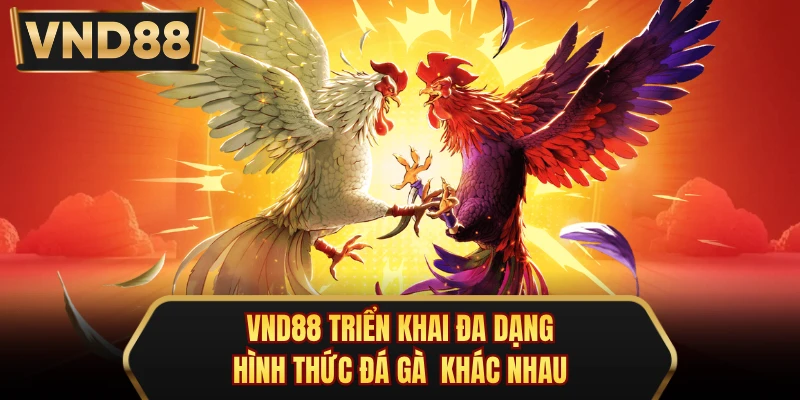 VND88 triển khai đa dạng hình thức đá gà khác nhau